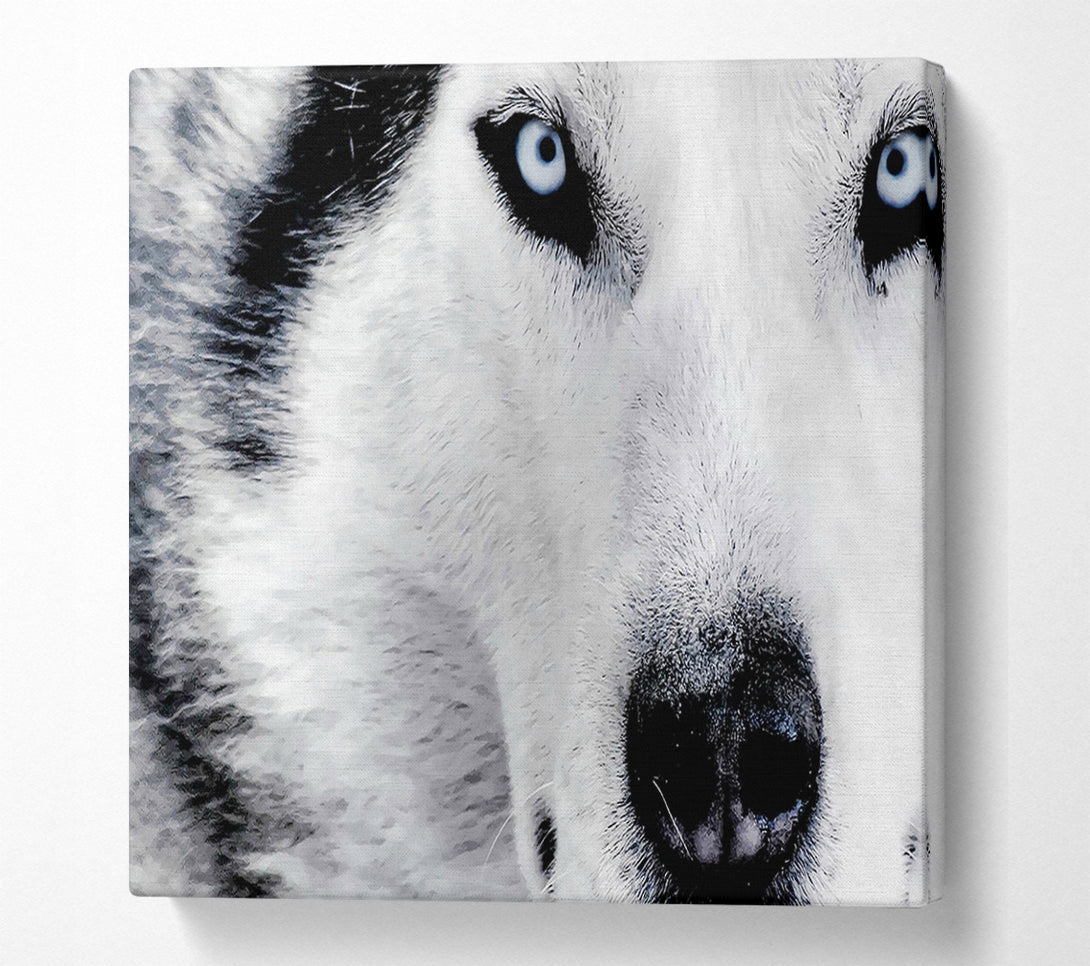  A Canvas Print of Siberian Husky Eyes Canvas Wall Art