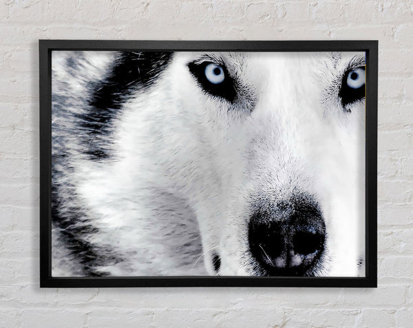 Siberian Husky Eyes Framed Print