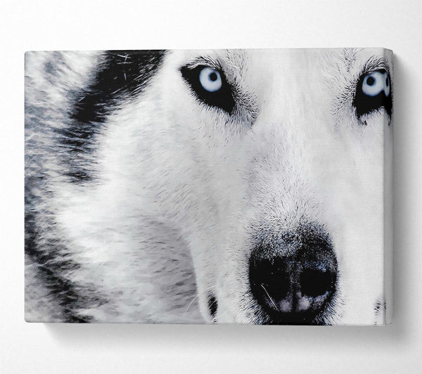  A Canvas Print of Siberian Husky Eyes Canvas Wall Art