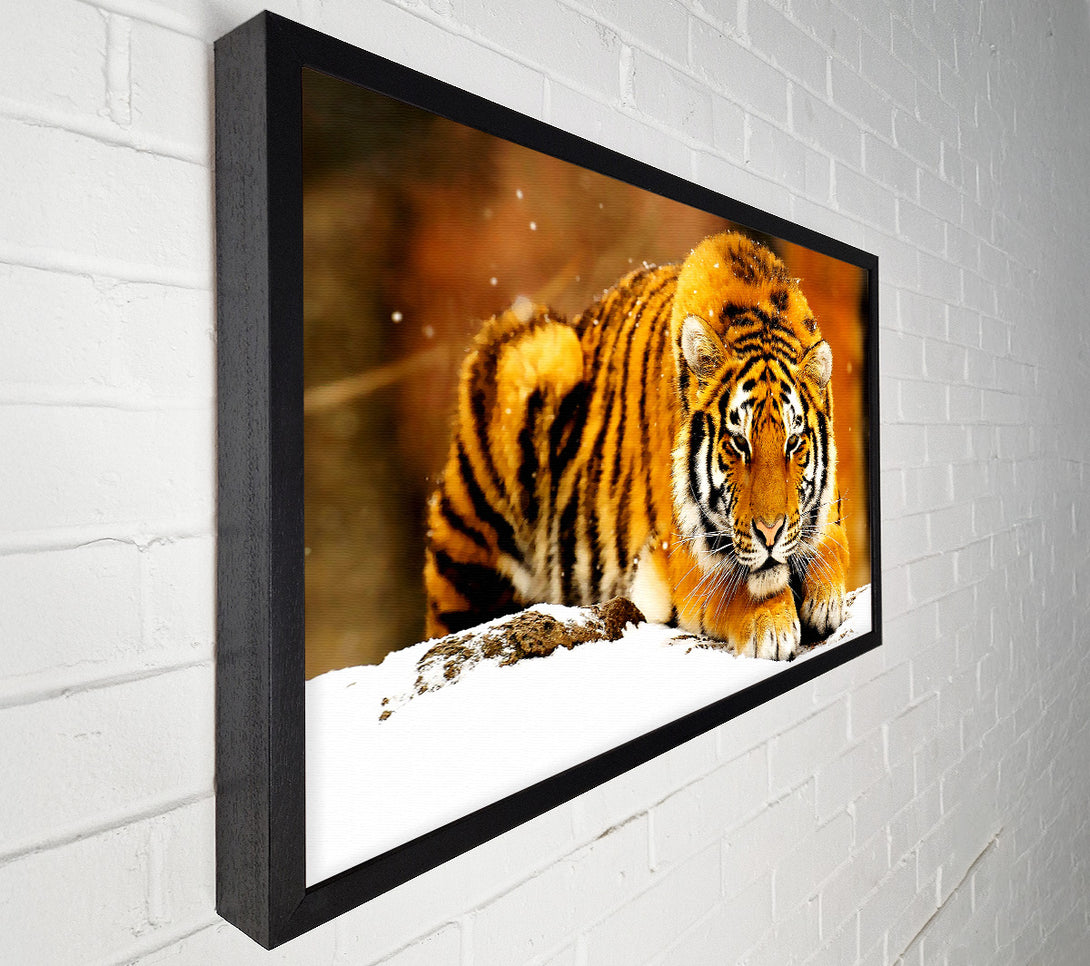  A Canvas Print of Siberian Snow Tiger Canvas Print