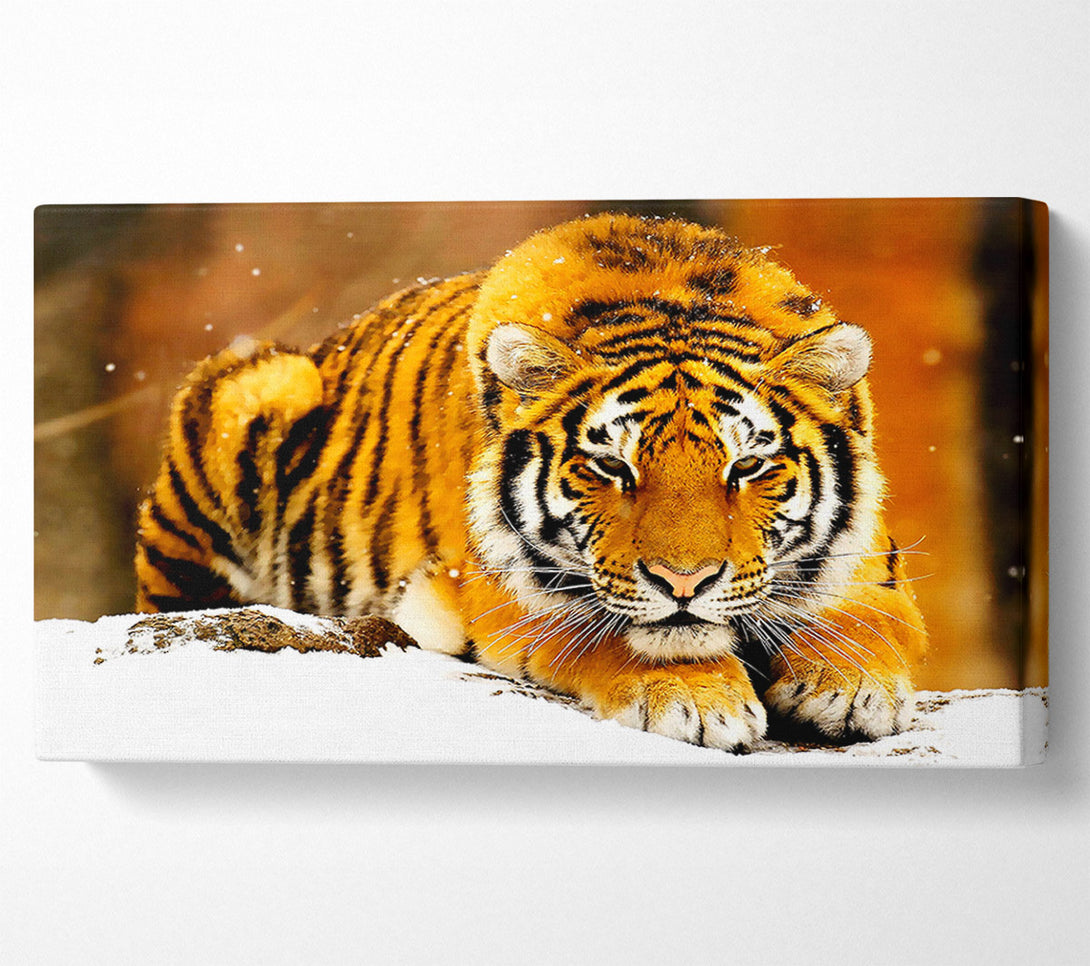  A Canvas Print of Siberian Snow Tiger Canvas Print