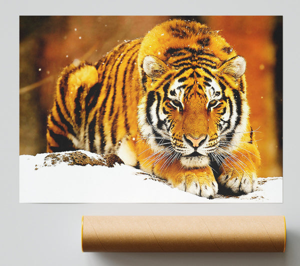 Siberian Snow Tiger Print