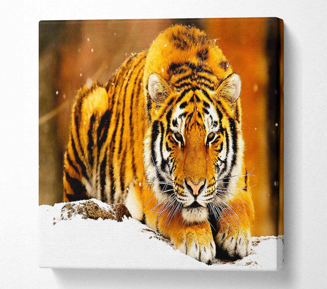  A Canvas Print of Siberian Snow Tiger Canvas Print