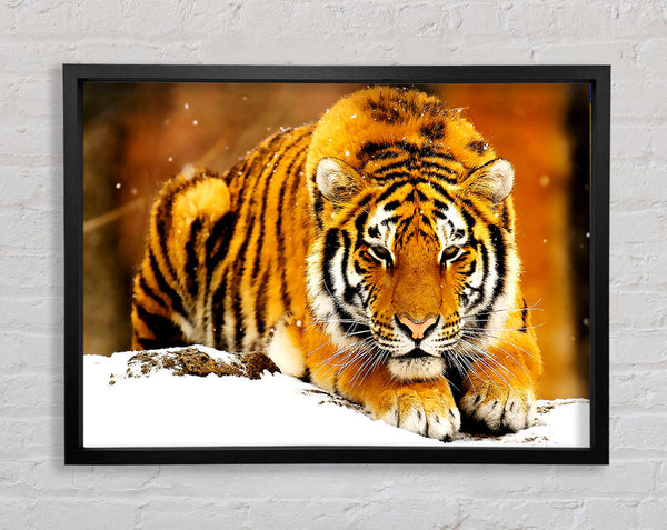 Siberian Snow Tiger Framed Print
