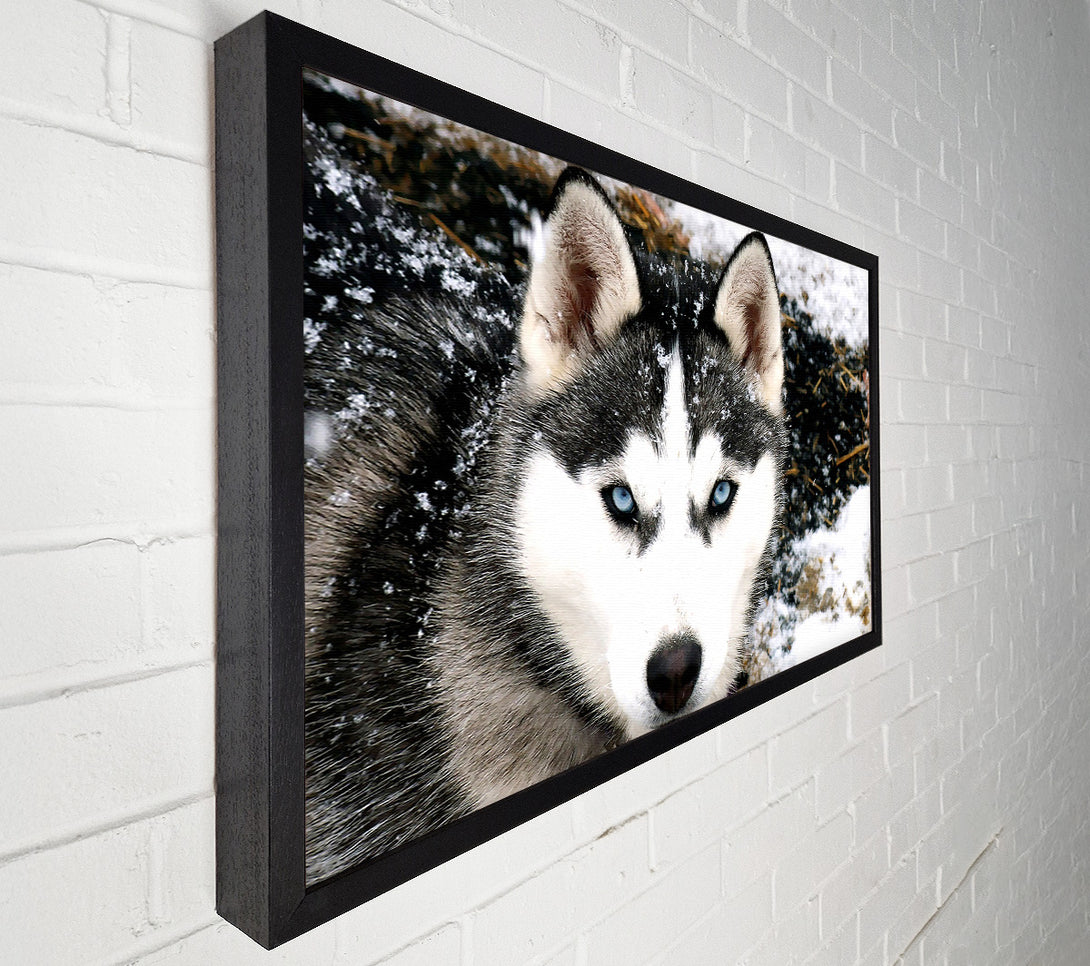  A Canvas Print of Siberian Husky Wolf Canvas Print