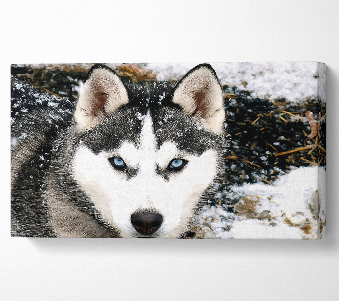  A Canvas Print of Siberian Husky Wolf Canvas Print