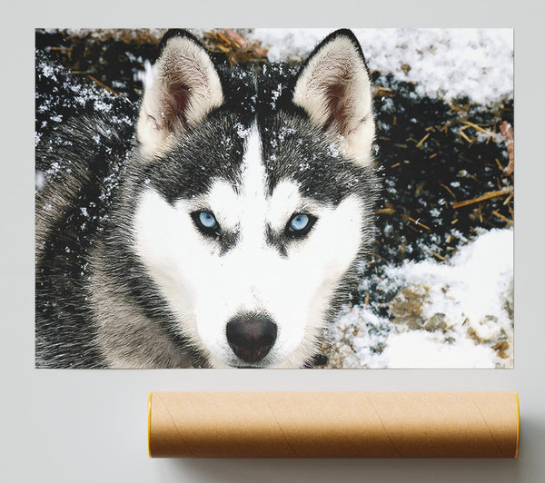 Siberian Husky Wolf Giclee Print