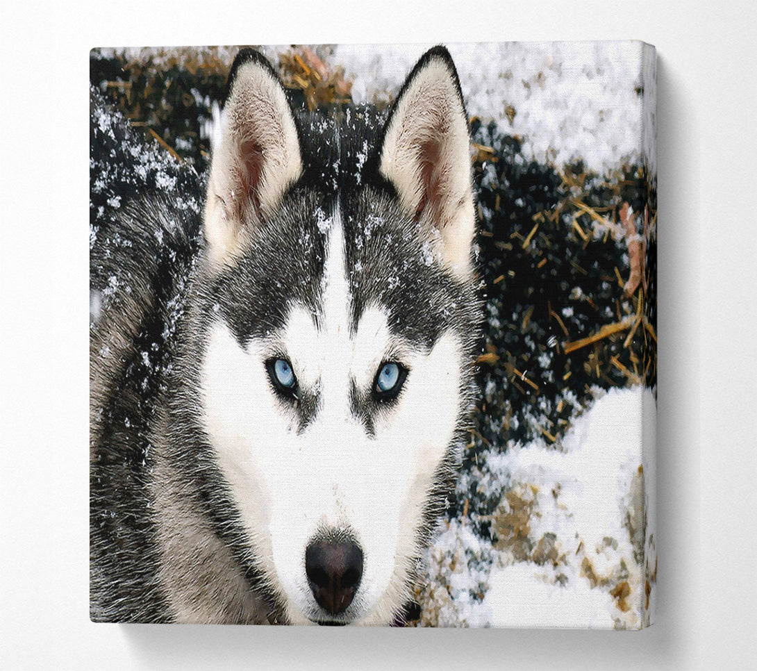  A Canvas Print of Siberian Husky Wolf Canvas Print