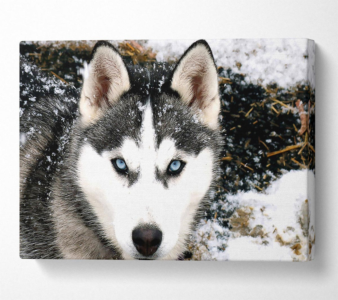  A Canvas Print of Siberian Husky Wolf Canvas Print