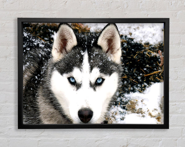 Siberian Husky Wolf Framed Print