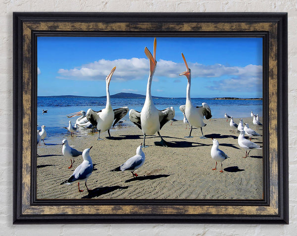 Singing Seagulls Framed Print