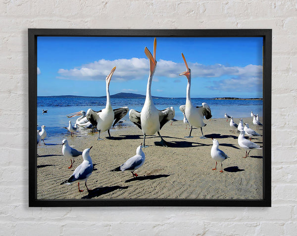 Singing Seagulls Framed Print