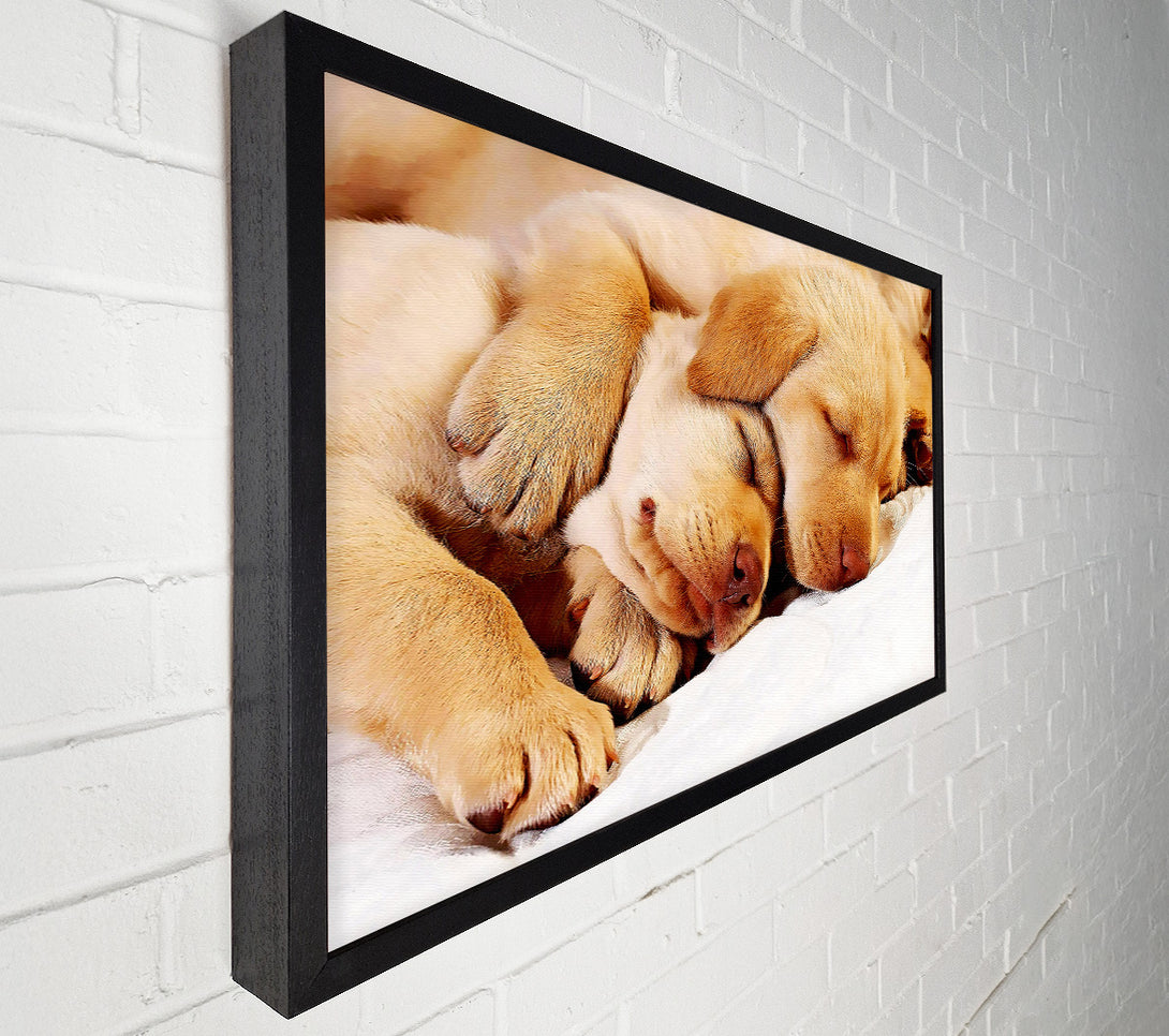  A Canvas Print of Sleeping Puppies Canvas Print