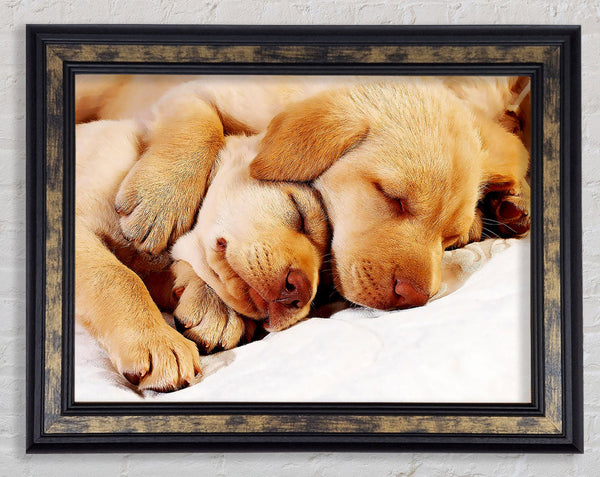 Sleeping Puppies Framed Print
