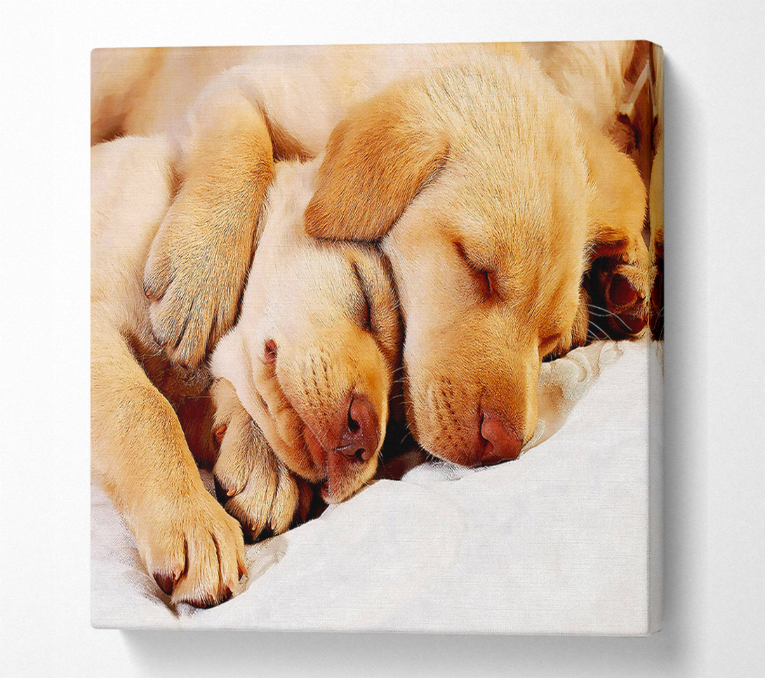  A Canvas Print of Sleeping Puppies Canvas Print