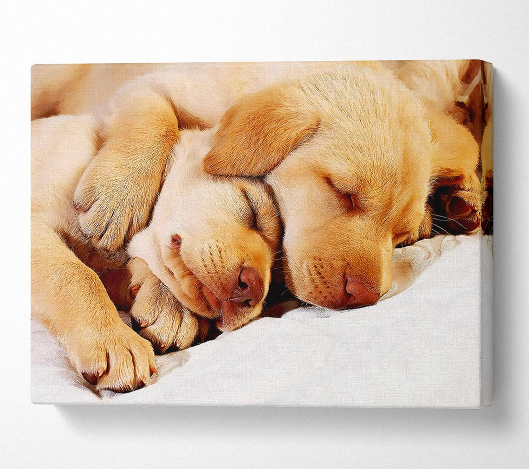  A Canvas Print of Sleeping Puppies Canvas Print