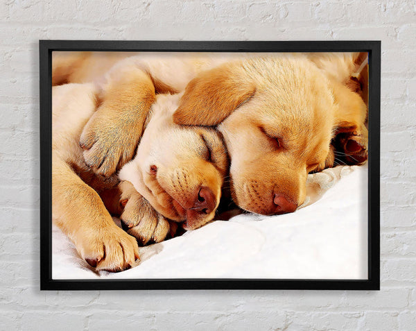 Sleeping Puppies Framed Print