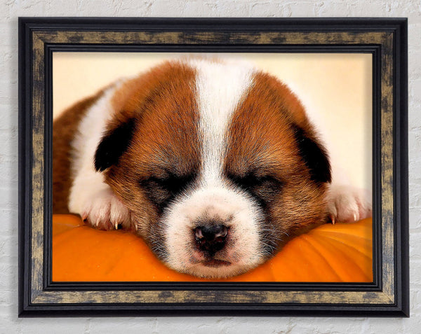 Sleeping Puppy Love Framed Print