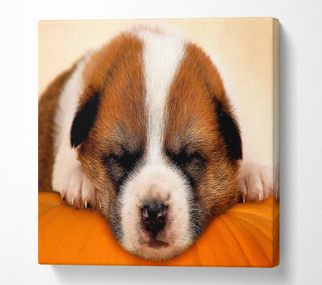  A Canvas Print of Sleeping Puppy Love Canvas Print