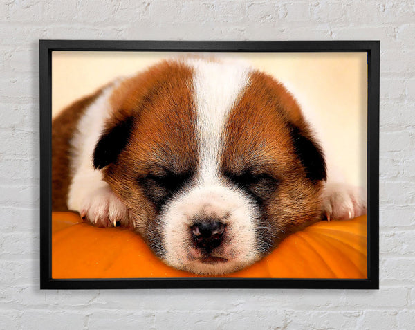 Sleeping Puppy Love Framed Print