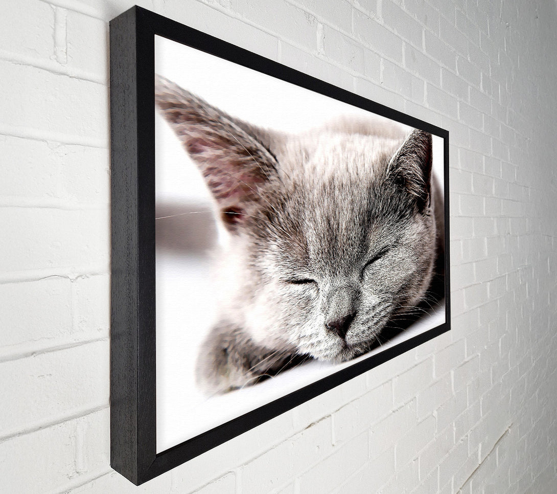  A Canvas Print of Sleepy Grey Kitten Canvas Print