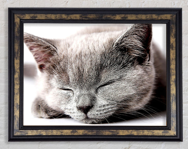Sleepy Grey Kitten Framed Print