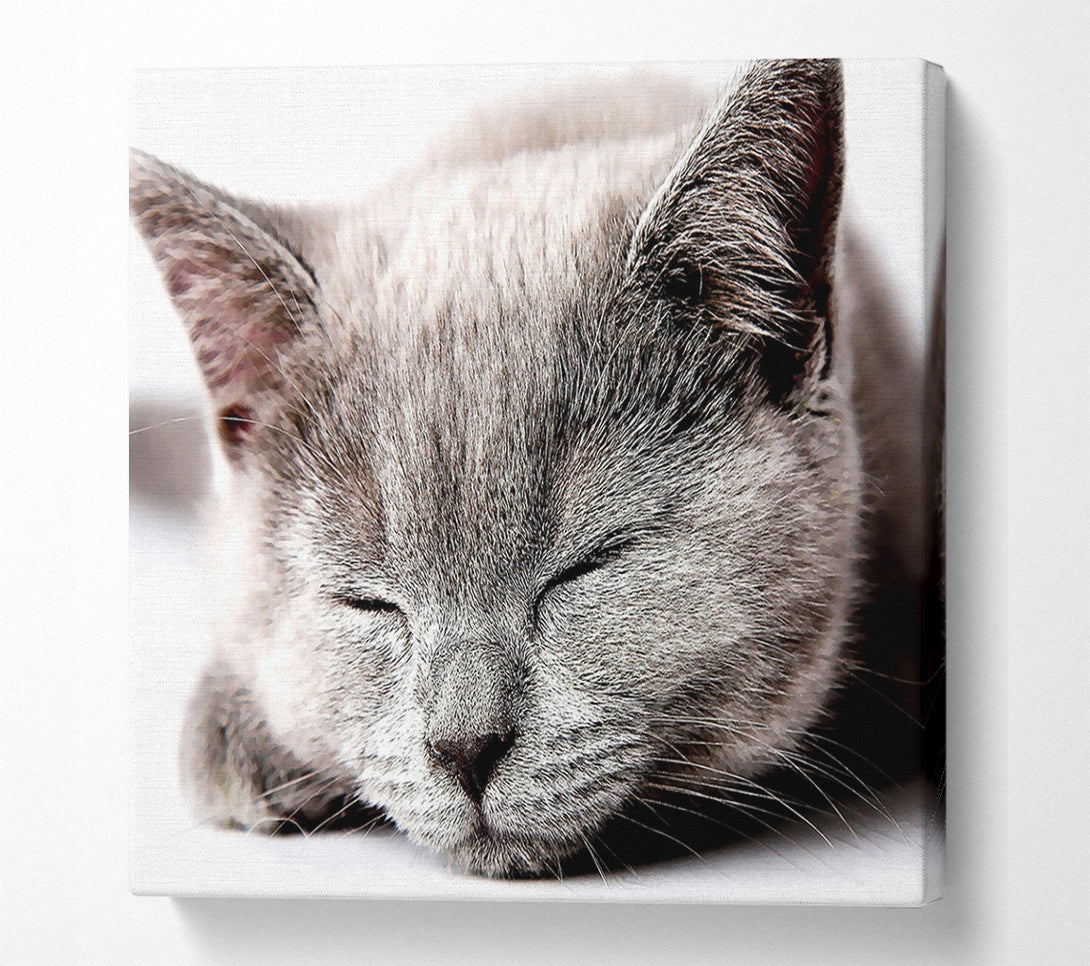  A Canvas Print of Sleepy Grey Kitten Canvas Print