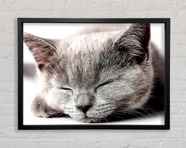 Sleepy Grey Kitten Framed Print