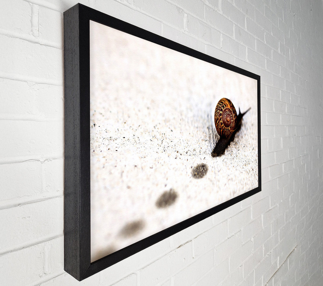  A Canvas Print of Snail Track Macro Canvas Wall Art