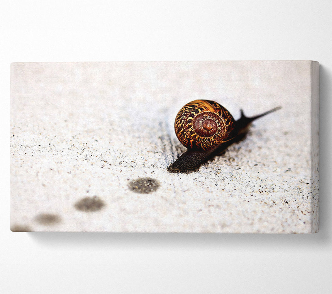  A Canvas Print of Snail Track Macro Canvas Wall Art