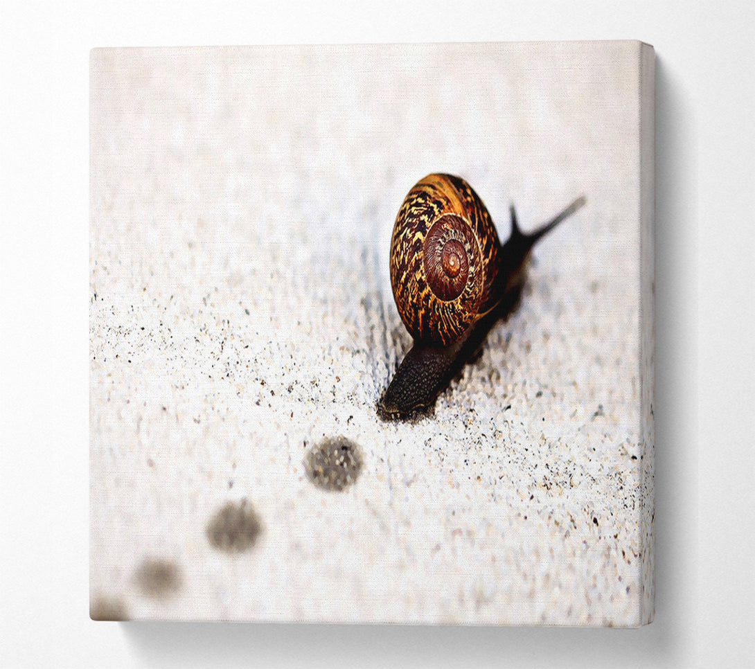  A Canvas Print of Snail Track Macro Canvas Wall Art