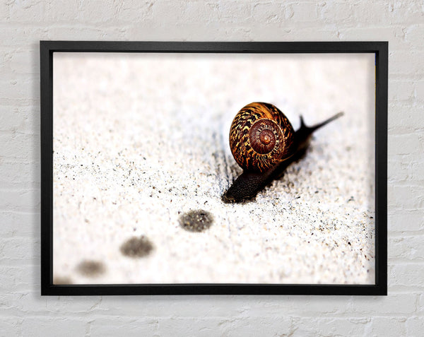 Snail Track Macro Framed Print