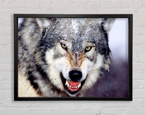 Snarling Gray Wolf Framed Print