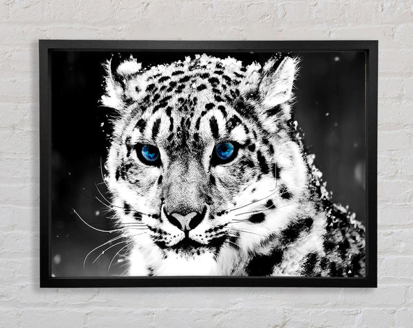 Snow Blue Eye Leopard Framed Print