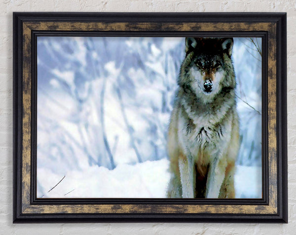 Snow Wolf Framed Print