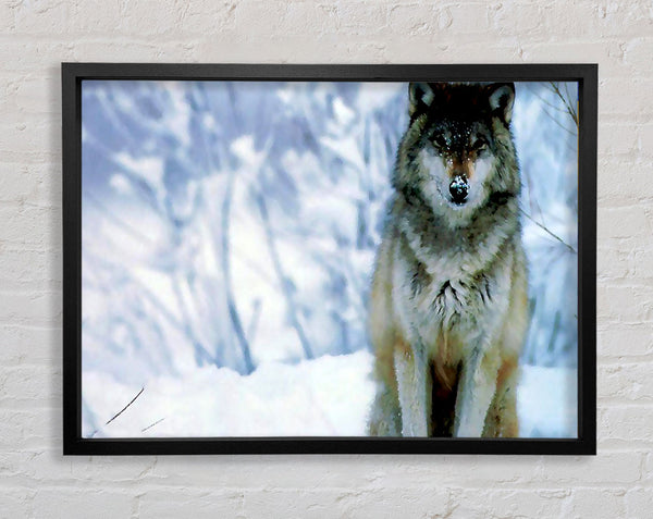 Snow Wolf Framed Print