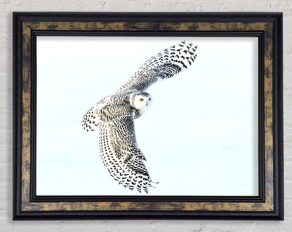 Snowy Owl Framed Print