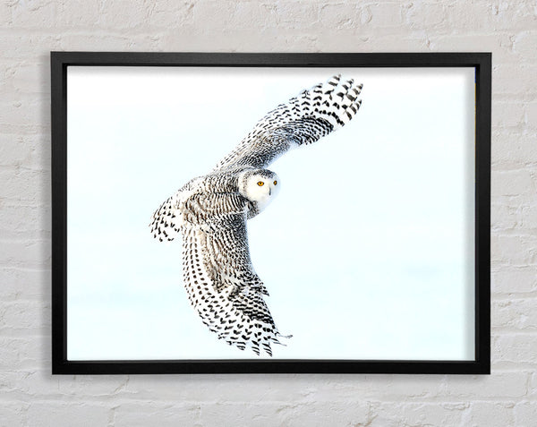 Snowy Owl Framed Print