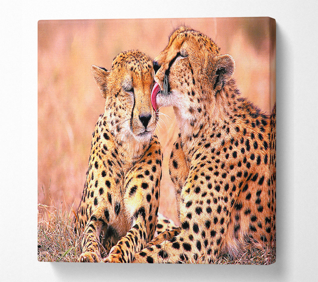  A Canvas Print of South African Cheetahs Canvas Art