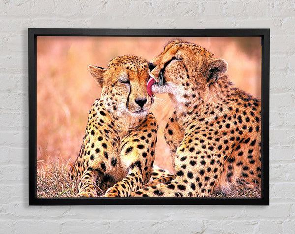 South African Cheetahs Framed Print
