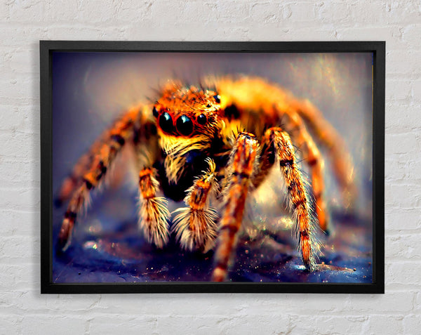 Spider Close-Up Framed Print