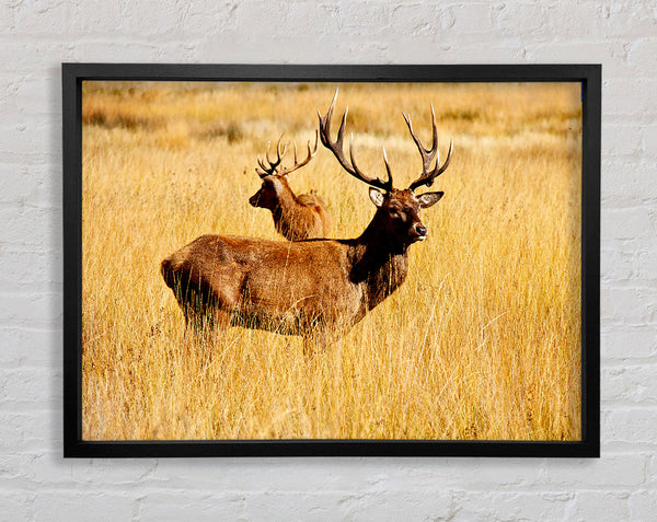 Stag Duo Framed Print