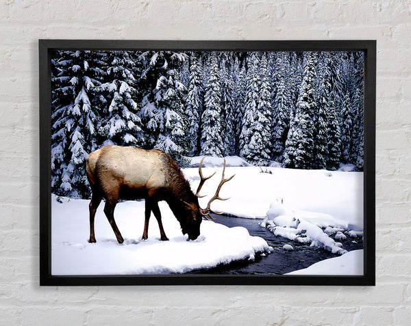 Stag In Winter Framed Print