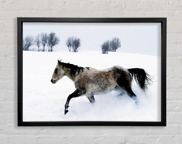 Stallion In The Snow Framed Print
