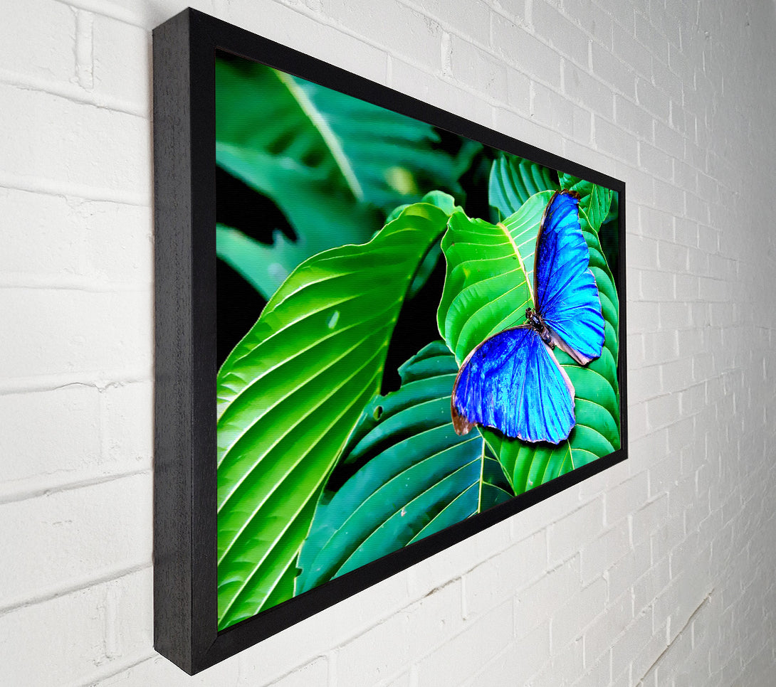  A Canvas Print of Stunning Blue Butterfly Canvas Art