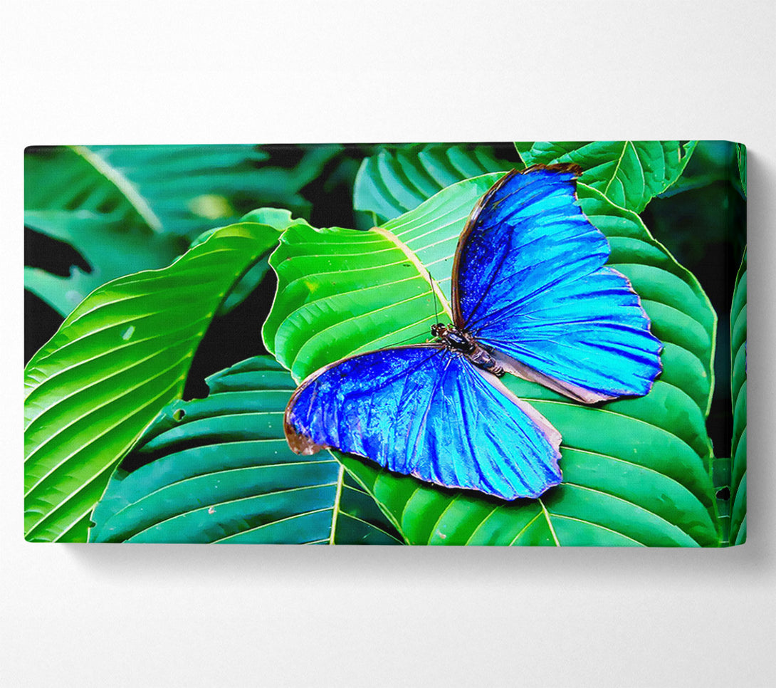  A Canvas Print of Stunning Blue Butterfly Canvas Art