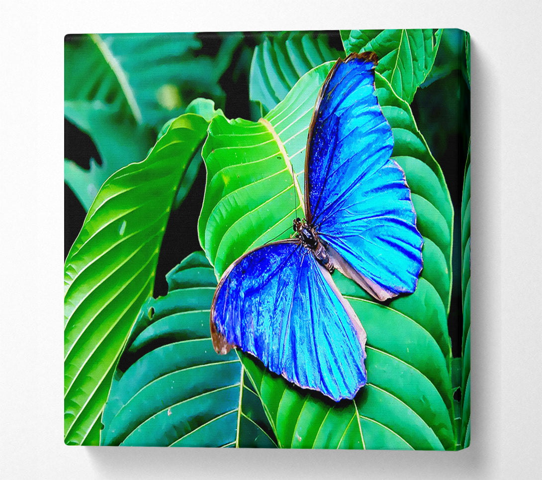  A Canvas Print of Stunning Blue Butterfly Canvas Art