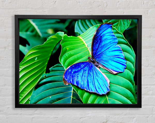 Stunning Blue Butterfly Framed Print