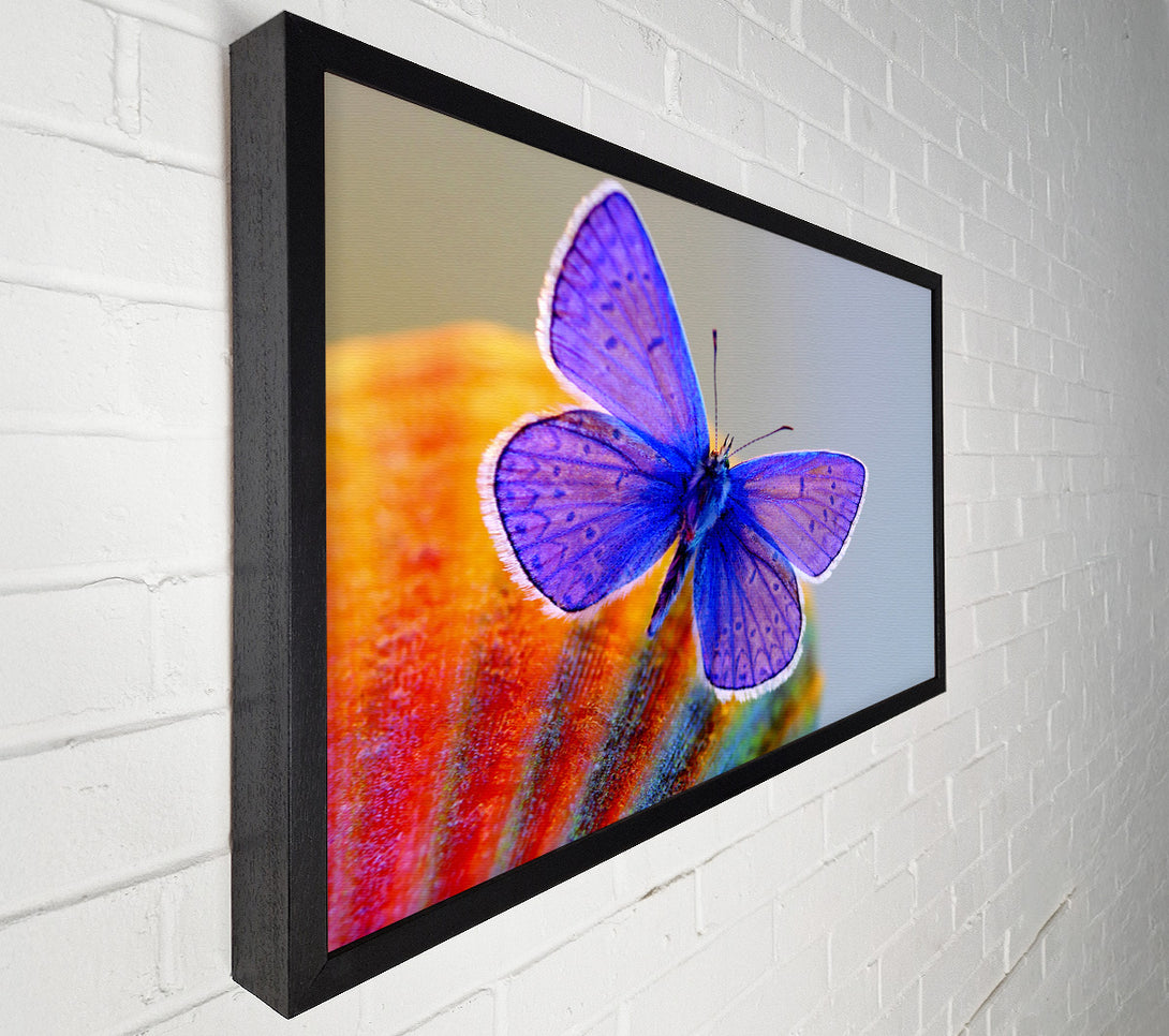 A Canvas Print of Stunning Butterfly Canvas Wall Art