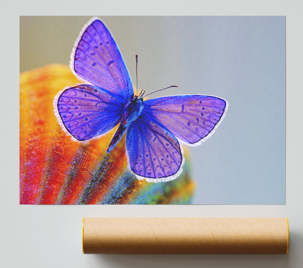 Stunning Butterfly Print